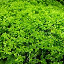 Sorry about the photos, it was with my cheap phone. Micranthemum Monte Carlo Uns Tissue Culture In 2021 Live Aquarium Plants Planted Aquarium Aquatic Plants