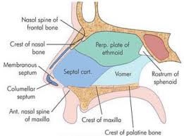 It is formed of columella containing the medial crura of alar cartilages united together by fibrous tissue and covered on either side by skin. Anatomy Of Nasal Septum Download Scientific Diagram