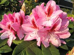 Rhododendron Paisagismo Flores Genus