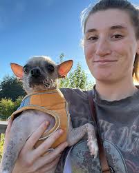 Why do dogs love looking off peaks?