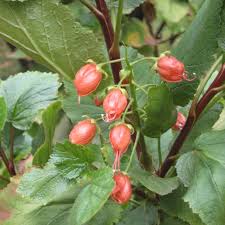 Image result for Greyia