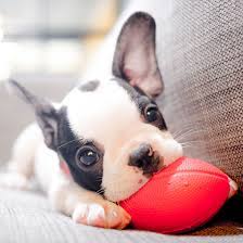 The puppy will be returned to south texas bulldogs at new owners expense. French Bulldog Puppies For Sale In Texas