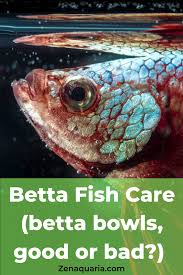 Betta Fish Care A Guide To Basic Care And Betta Bowls In 2020 Betta Fish Care Betta Fish Fish Care