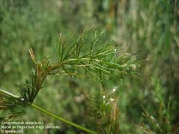 Image result for Ceratophyllaceae