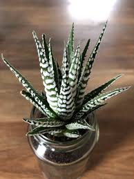 Since haworthia attenuata belongs to the same subfamily as aloe plants, it. Haworthia Fasciata Zebra Haworthia Care Guide Succulents Network