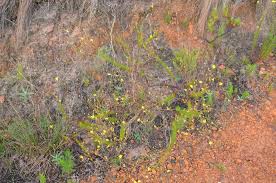 Image result for Senecio milanjianus