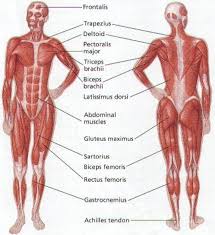 muscular body diagram blank catalogue of schemas