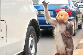 Children are not supposed to play video games. Petition Stop The Torture Of Macaque Monkeys In Jakarta Change Org