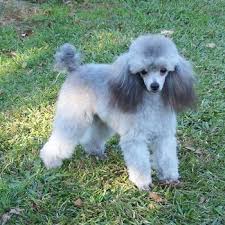 Black And White Toy Poodle Puppies Toy Poodle Puppies Bred By Darcon Poodle Puppy Toy Poodle Puppies Poodle Dog