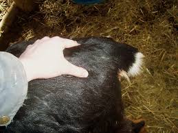 But just before delivery, the udder will fill more completely. Goat 101 How To Tell When Your Goat Is In Labor Or Getting Close The Prairie Homestead