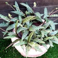 It does best on a bright place with some morning and/or evening sun. Silver Squill Ledebouria Socialis Plant Wild Roots