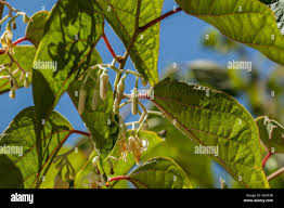 Image result for Alangium chinense