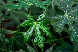 We did not find results for: 8 Manfaat Daun Pepaya Jepang Yang Jarang Diketahui Doktersehat