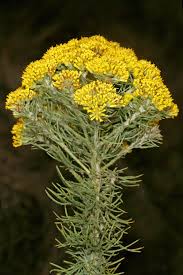 Image result for Phymaspermum