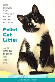 What Is The Best Litter Box For Pine Pellet Cat Litter Eco Cat Litter