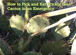 Flowers help cactus plants survive in the desert by attracting pollinators. How To Pick And Eat Prickly Pear Cactus In An Emergency The Homestead Survival