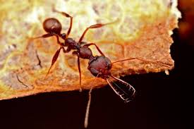 He landed a technician job with a huge pest control firm. What S Bugging You Exterminator Talks Pests In Victoria Victoria News