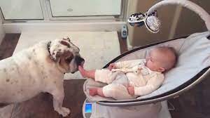 Viral Video Uk Cute Bulldog Licks Baby S Foot Youtube