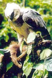 Harpy Eagles Are The Heaviest Bird Of Prey In The World They Spend Their Lives In The Forest Canopy Scanning For Prey As Harpy Eagle Three Toed Sloth Mammals
