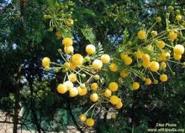 Image result for Acacia welwitschii