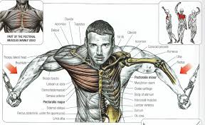 bodybuilding cable flyes for chest muscle anatomy fitness