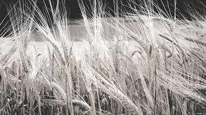 Black And White Background Images Hd Photography Black White Wheat Wallpaper Wallpaper Backgrounds Wallpaper Background