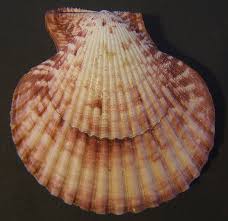 Image result for Cleistochlamys