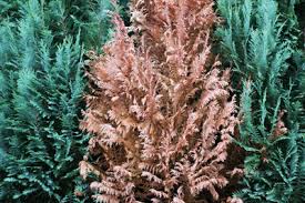 Haben sie sich auch schon diese frage gestellt? Thuja Hecke Pflanzen Abstand Pflege Und Schneiden Gartendialog De