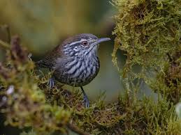 Image result for Cenchrus trisetus