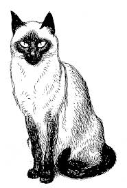 Since i love her a bunch, i said sure, why not. A Drawing Of A Siamese Cat Imprint October 15 1949 Cat Art Siamese Cats Cats Illustration