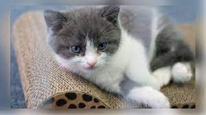 Vincenzo (tvn) bagi anda yang pernah mengalami mimpi menjadi artis, tandanya anda sedang merasa bangga terhadap diri anda sendiri. Arti Mimpi Melihat Anak Kucing Bisa Jadi Pertanda Baik Maupun Buruk Ini Tafsirannya Tribun Manado