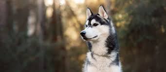 16 reviews of vet to pet miller animal clinic the passing of dr. Miller Clark Animal Hospital Gp Specialty Emergency Vets