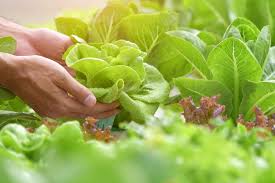 Berkebun sayuran di rumah tidak melulu harus di lahan luas. 5 Tips Agar Kamu Bisa Menanam Sayuran Di Rumah Halaman All Kompas Com
