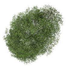 Small Leaved Lime 1 Tilia Cordata 3d Model Tree Plan Photoshop Trees Top View Trees To Plant