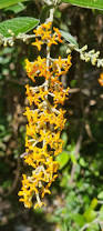 Image result for Buddleja madagascariensis