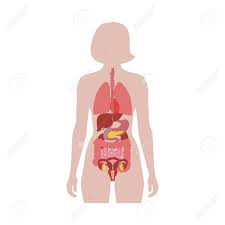 The external organs are placed below the urogenital diaphragm and below and in front of the pubic arch. Vector Isolated Illustration Of Human Internal Organs In Female Royalty Free Cliparts Vectors And Stock Illustration Image 121912319