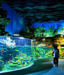 Visitors To The Chengdu Haichang Polar Ocean World In China Can Experience A Variety Of Incredible Marine Lif Ocean Aquarium Aquarium Sharks Aquarium Fish Tank