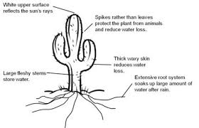 Pin By Julie Tran On Cactus Facts Hot Desert Geography Gcse Geography