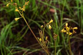 Image result for Triumfetta welwitschii