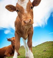 Beef Cattle Viva The Vegan Charity