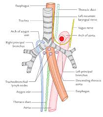 Surgical access for diseases that involve the superior mediastinum can be achieved without thoracotomy by utilizing the suprasternal approach with extension of the head and neck and transection of the interclavicular ligament, median sternotomy, resection of the medial third to one half of the. Easy Notes On Posterior Mediastinum Learn In Just 3 Minutes Earth S Lab