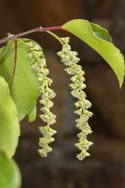 Image result for Homalium