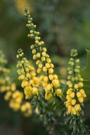 Flowers from us to uk. Forget A White Christmas Plant These Flowers For Colour Financial Times
