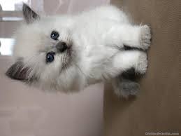 Chichilla 2 Aylik Yavru Kedi 4484122 Alalimsatalim Com