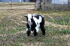 Maybe you would like to learn more about one of these? Before You Buy Goats What You Need To Know Farmette Kitchen