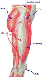 It can be described as an area of buttocks. Muscles Of Hip Bone And Spine