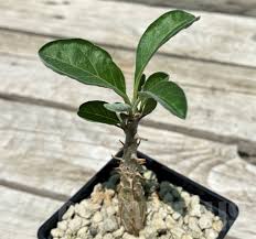 Image result for Sesamothamnus lugardii