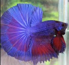 Sebelum menggambar ikan, lebih baiknya kita menggambar sketsanya terlebih dahulu agar memudahkan dalam pembuatan bentuk ikan, sehingga ikan cupang mampu hidup dalam volume air yang sedikit dan minimum oksigen. Raup Cuan Ini Cara Mulai Bisnis Budidaya Ikan Cupang
