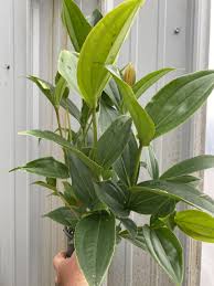 Image result for Hunteria myriantha