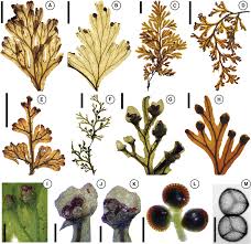 Image result for Hymenophyllum splendidum